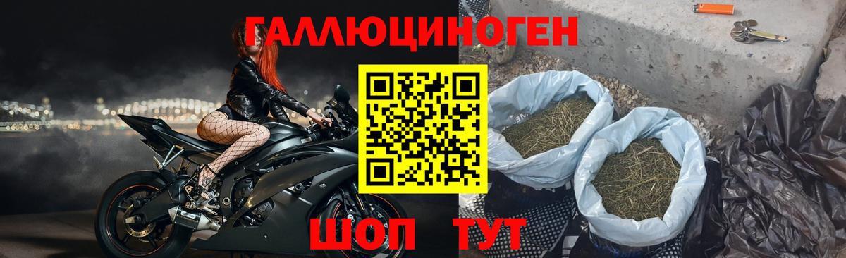 Псилоцибиновые грибы Psilocybine cubensis Гуково